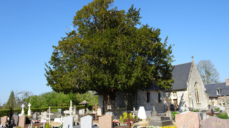 Saint-Benoît-d'Hébertot : If du cimetière