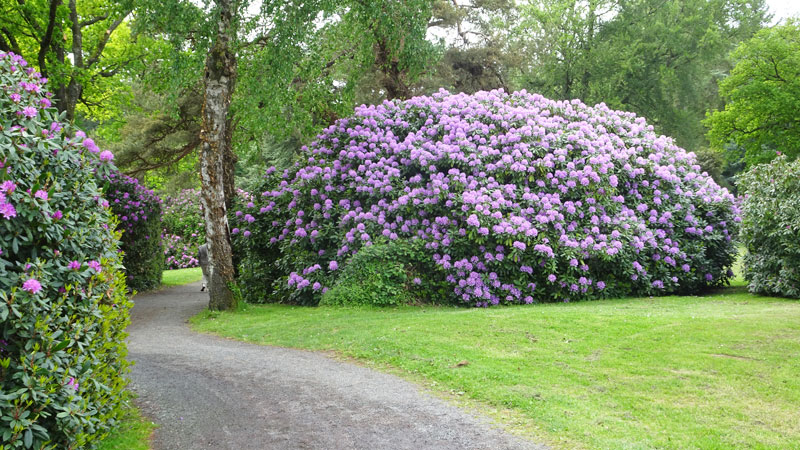 Cerisy-Belle-Etoile : Rhododendrons sur le Mont de Cerisy
