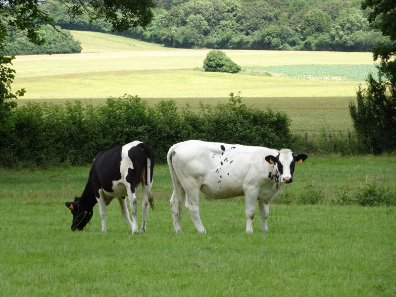 Saint-Christophe-le-Jajolet : vaches