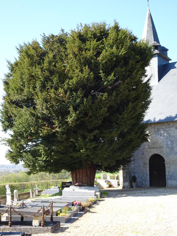 Bonneville-sur-Touques : If du cimetière