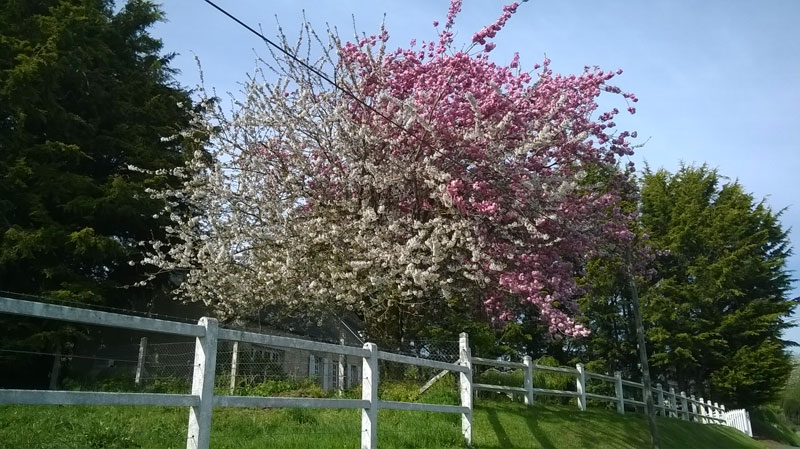 Chouain : arbres en fleurs