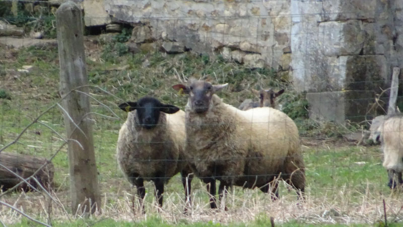 Urville : moutons