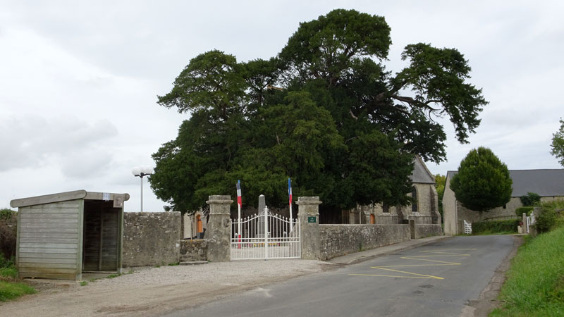 Boutteville : Eglise et if du cimetière