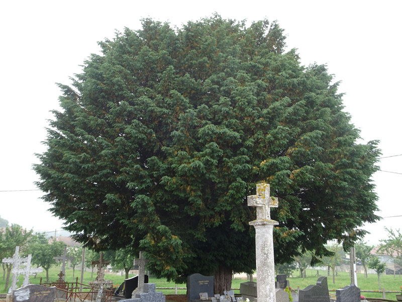 Coulonces : If du cimetière